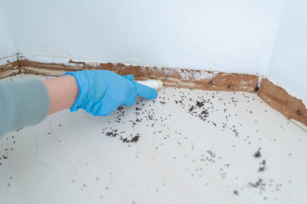 Best Exterminator Services  in Laconia, NH
